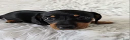 Miniature Dachshund dogs for sale: kc reg, pra clear daxi pups. 5* licensed breeder  - Advert 16