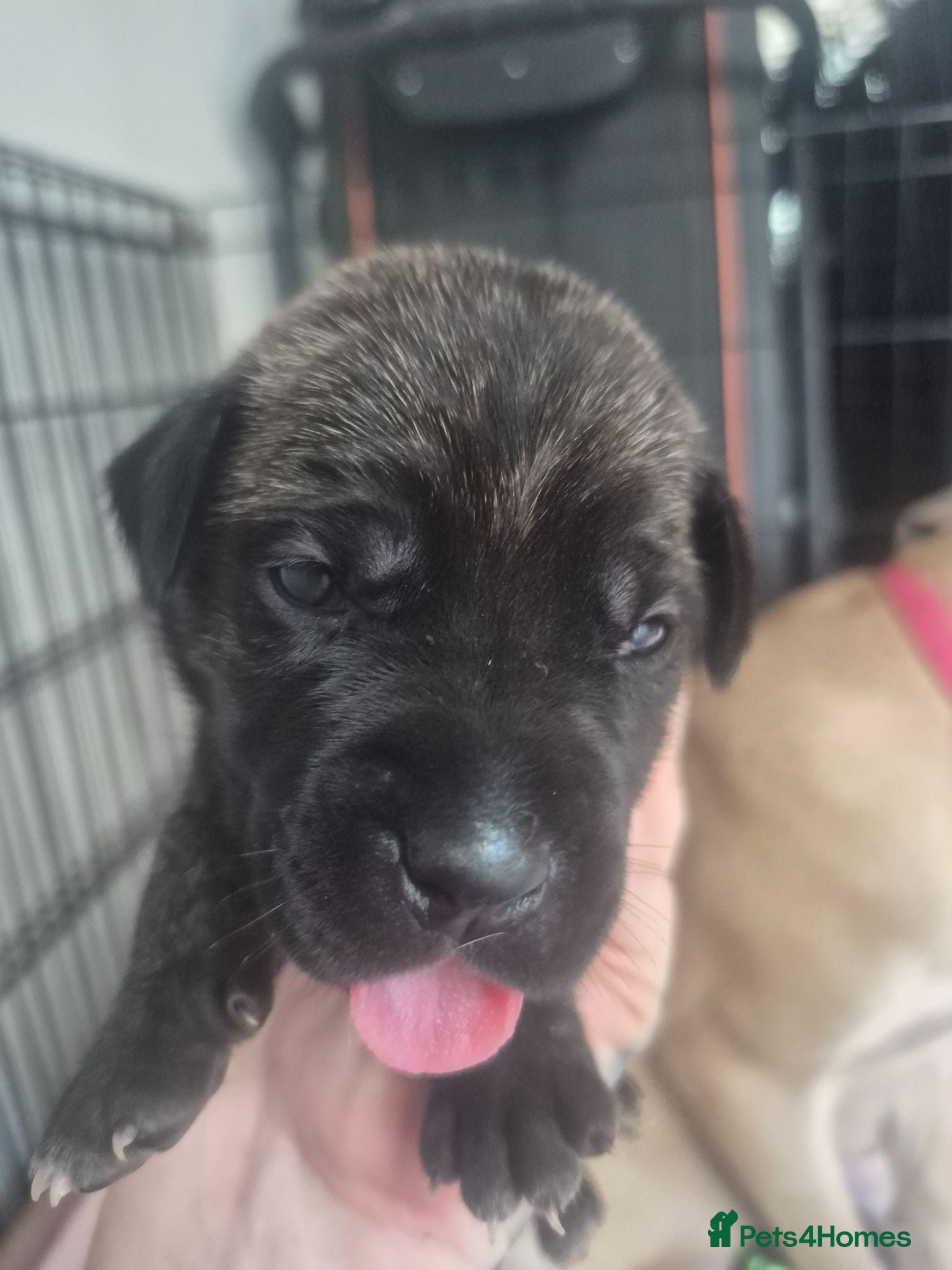 Mixed Breed dogs Boerso Babies  - Advert 2