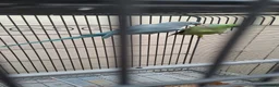 Ringnecks birds for sale: Ringnecks and doves in Edgware - Advert 8