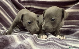 Whippet dogs for sale: 	“KC Reg Blue Boy's  – Absolutely Adorable!” - Image 1