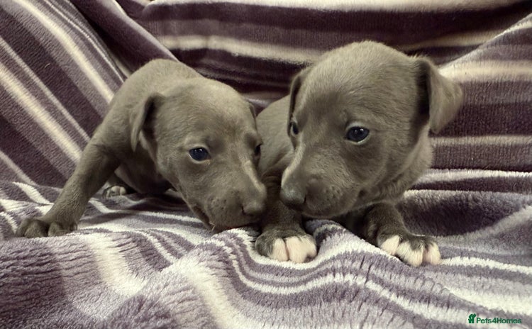 Whippet dogs - Advert 14