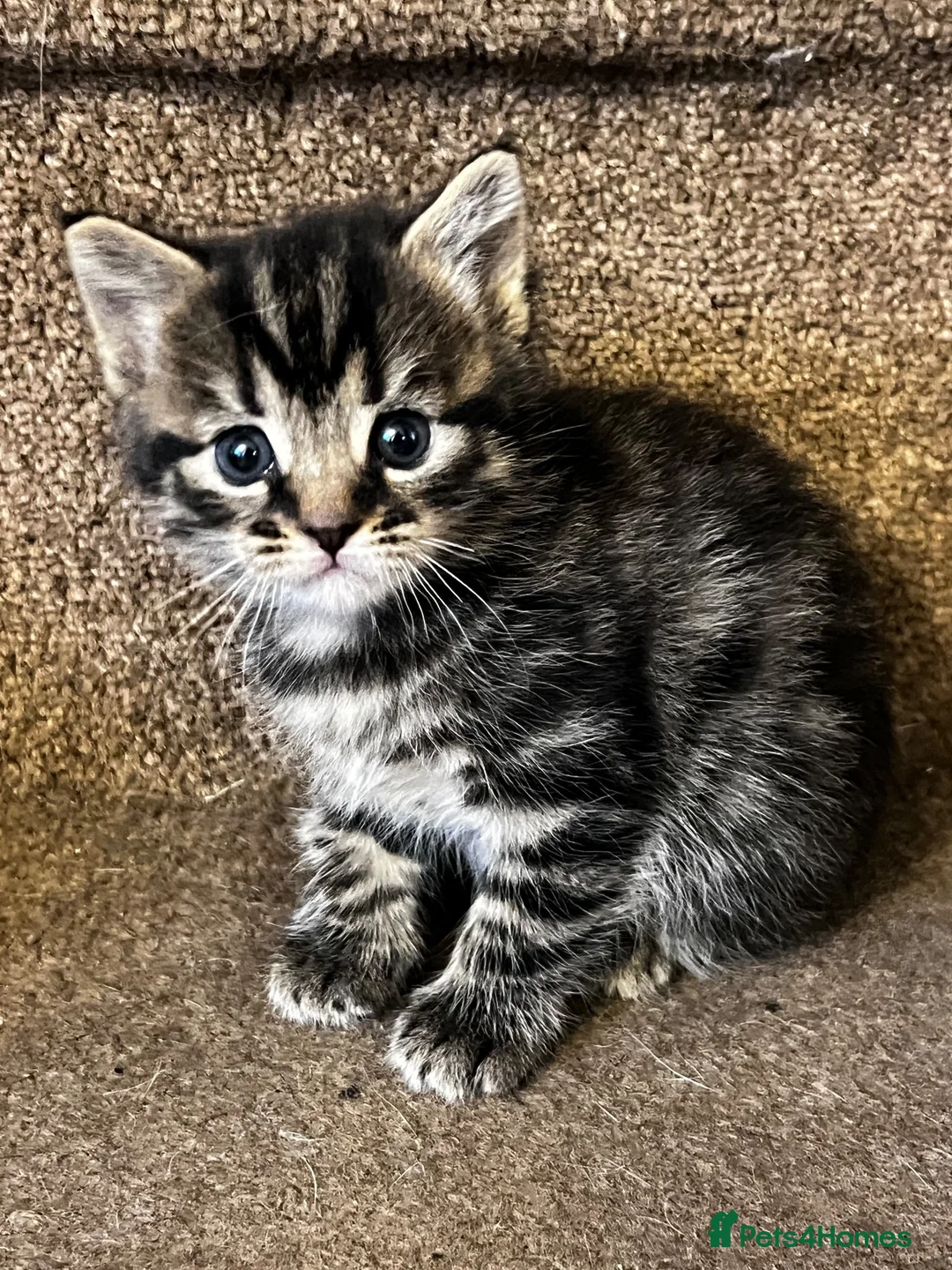 Mixed Breed cats for sale: Adorable Kittens for Sale – Raised with Kids! 🐾 - Advert 2