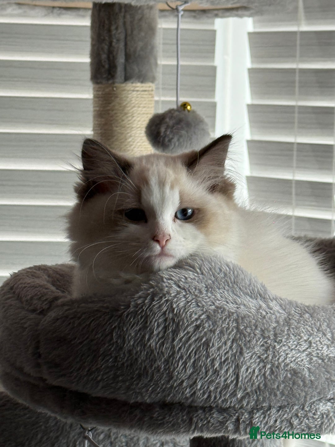 Ragdoll cats for sale: Ragdoll kittens - Image 4