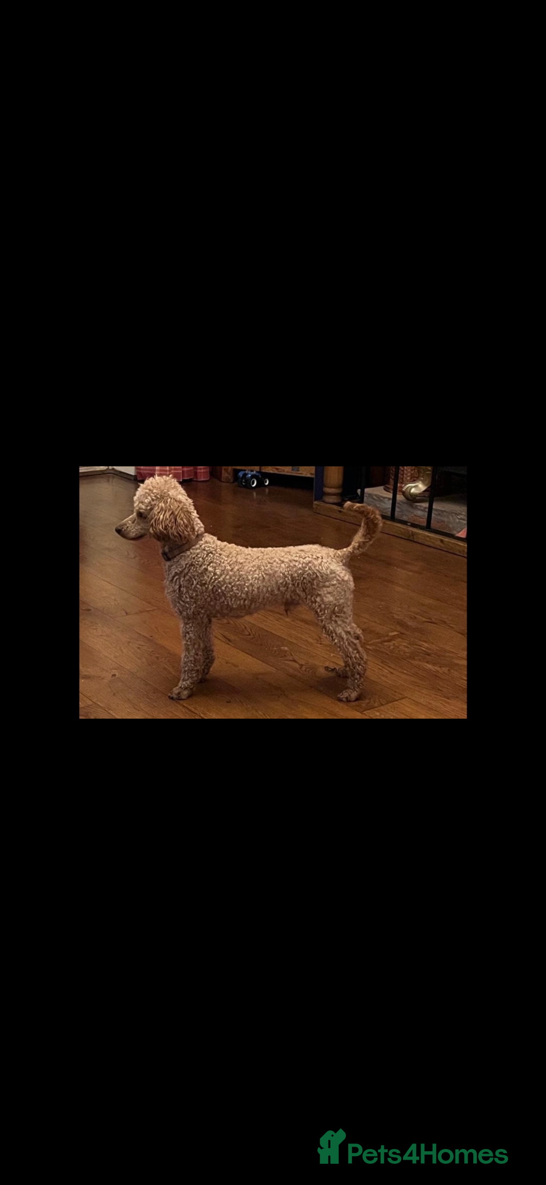 Chipoo dogs for sale: Chipoo - Advert 8