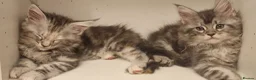 Maine Coon cats for sale: **PURE Maine Coon Kittens** 1 Boy / 3 Girls - Advert 6
