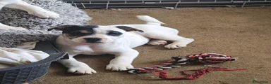 Mixed Breed 5