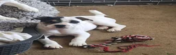 Mixed Breed dogs for sale: 5 puppies half staffs looking for good home in Kidwelly - Advert 7