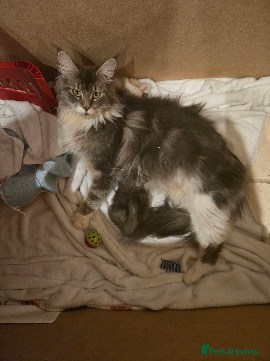 Maine Coon cats for sale: GCCF Registered female  - Image 7