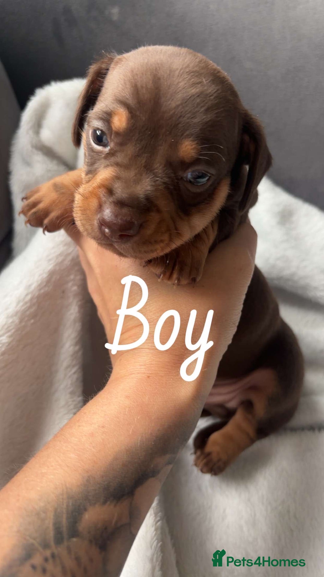 Miniature Dachshund dogs for sale: Beautiful sausage dogs🥰 - Image 5
