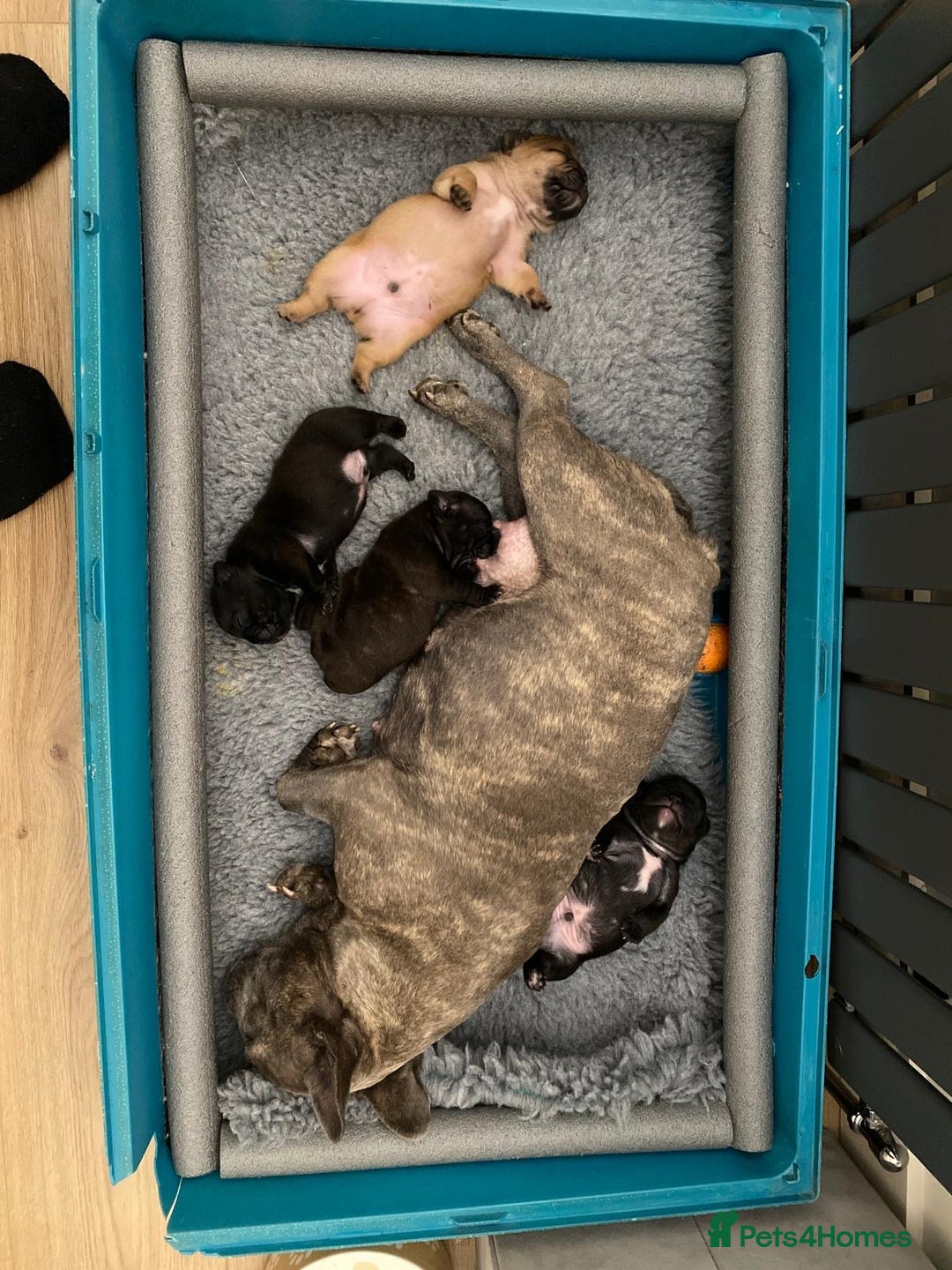French Bulldog dogs for sale: Rare KC French bulldogs - champion lines  - Image 11