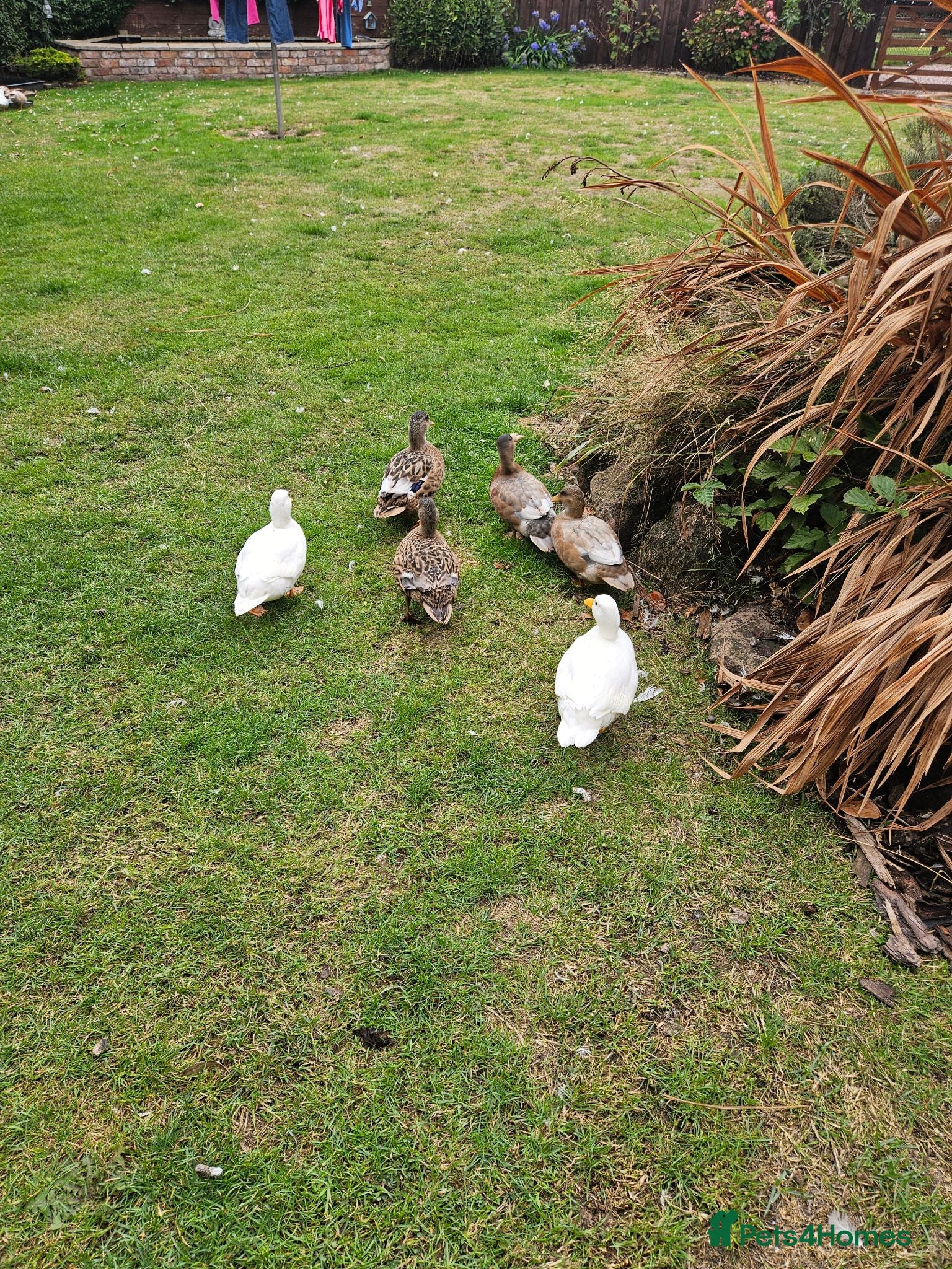 Ducks poultry Call Ducks - Advert 2
