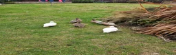 Ducks poultry for sale: Call Ducks - Advert 2