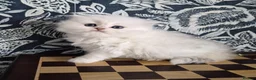 British Longhair cats for sale: Stunning Black Tipped British  - Advert 11