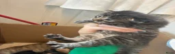Maine Coon cats for sale: 4 beautiful fluffy kittens  - Advert 2