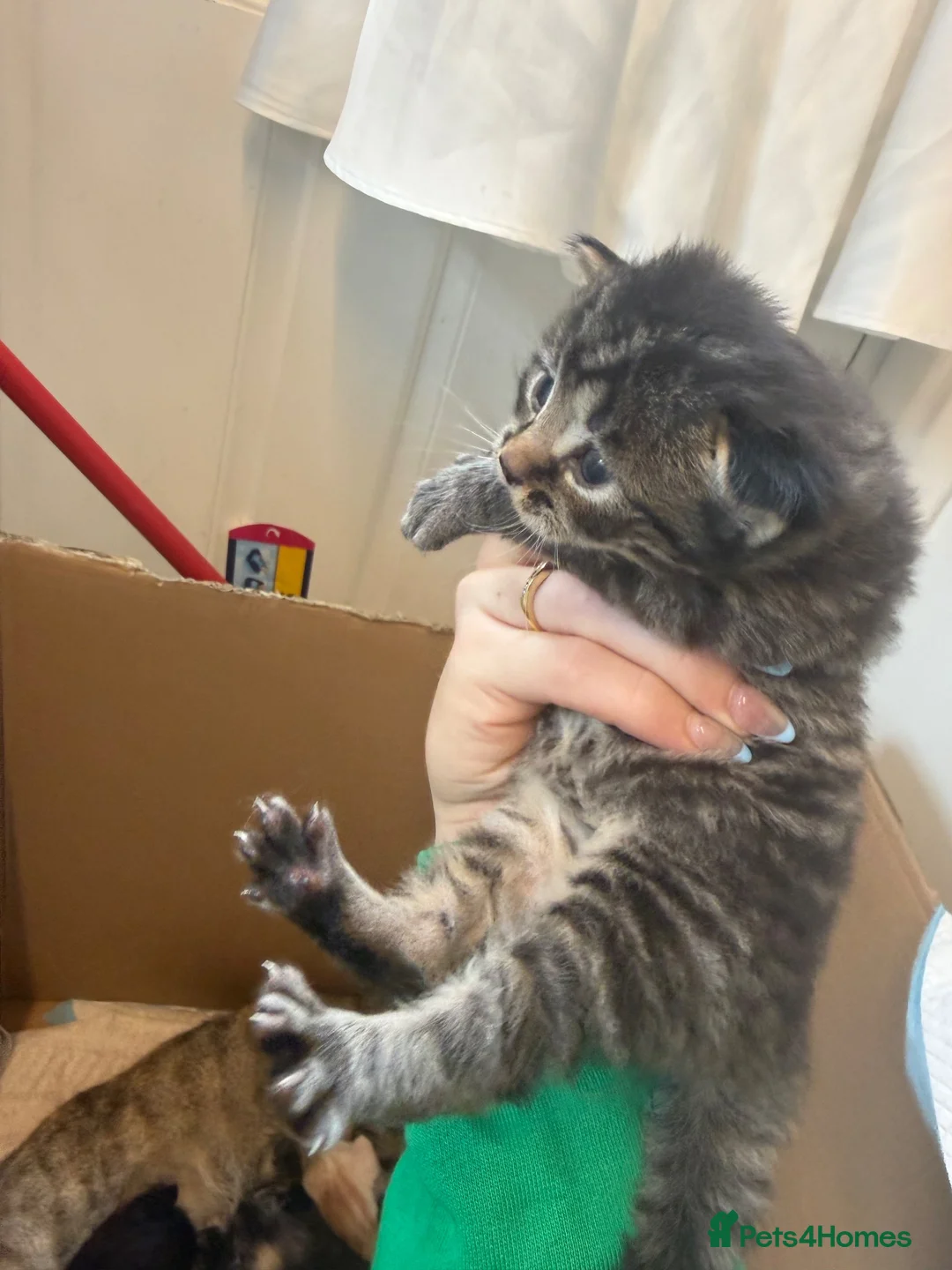 Maine Coon cats for sale: 4 beautiful fluffy kittens  - Advert 2