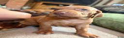 Hungarian Vizsla dogs for sale: Ready this weekend Beautiful litter.  - Advert 15