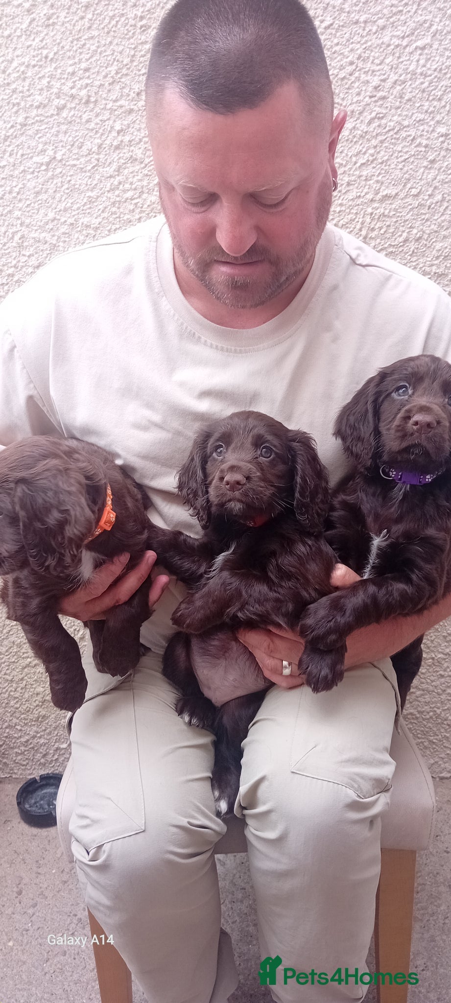 Cocker Spaniel dogs Kc registered working cocker spaniel pups - Advert 3