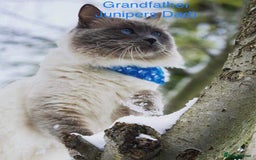 Ragdoll cats for stud: Rare Flame Point Ragdoll for stud - Image 8