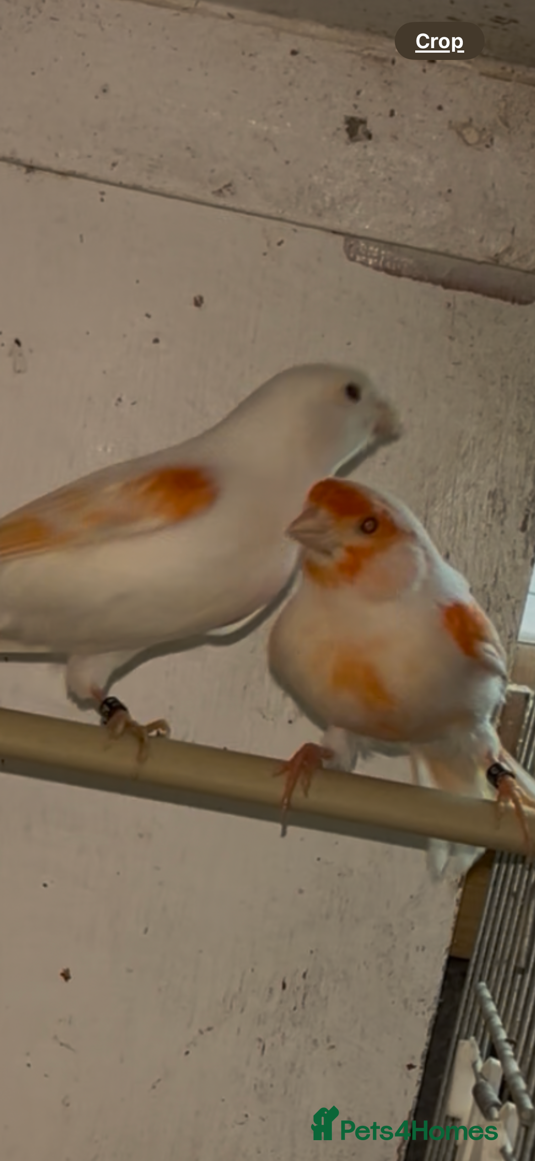 Canaries birds for sale: X11 Irish x4 red mosaic all 2025 and closed rung - Advert 8