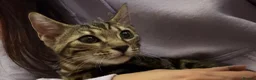 Bengal cats for sale: Adorable bengal kittens - marble bengal   in London - Advert 5