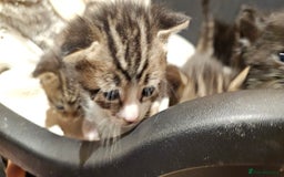 Mixed Breed cats for sale: 4 male kittens remaining, ready 25th October - Image 23