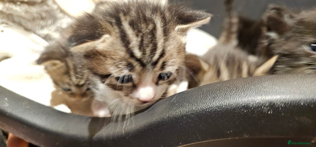Mixed Breed cats for sale: 4 male kittens remaining, ready 25th October - Image 23