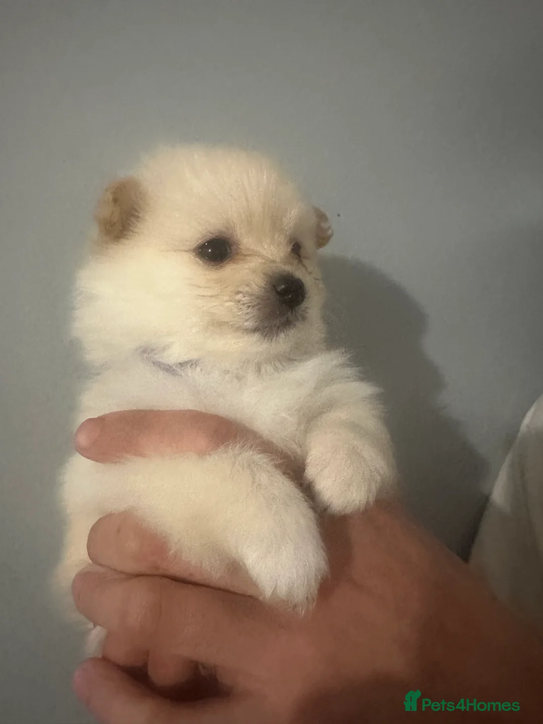 Pomeranian dogs for sale: Beautiful Pomeranian Puppies - Advert 22