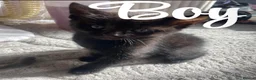 Domestic Shorthair cats for sale: Kittens  in Brierley Hill - Advert 4