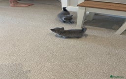 British Shorthair cats for sale: Gorgeous gcff kittens males blue  - Image 6