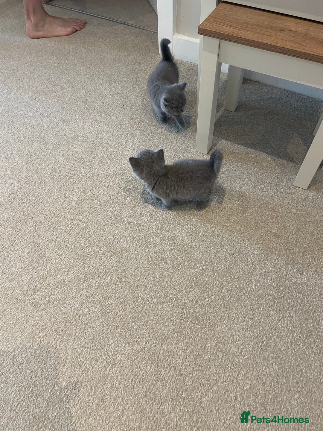 British Shorthair cats for sale: Gorgeous gcff kittens males blue  - Image 6