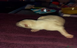 Mixed Breed dogs for sale: Northern Inuit x German shepherd puppies for sale  - Image 7