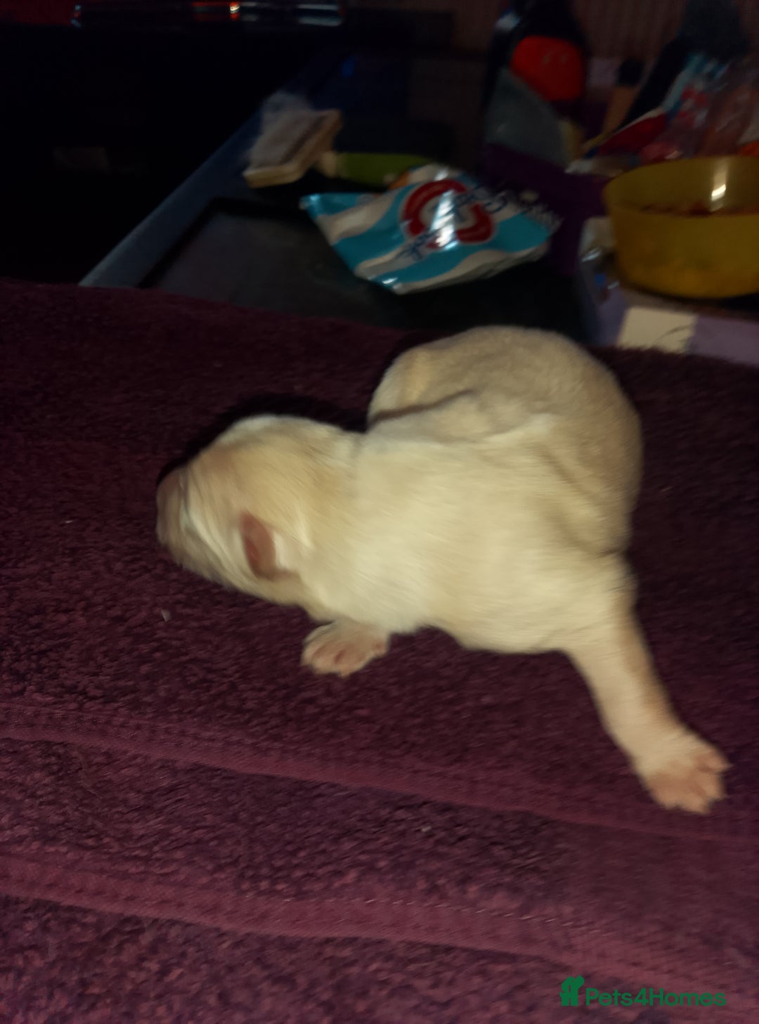 Mixed Breed dogs for sale: Northern Inuit x German shepherd puppies for sale  - Image 7