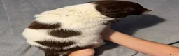 English Springer Spaniel dogs for sale: English springer spaniel litter  - Advert 9