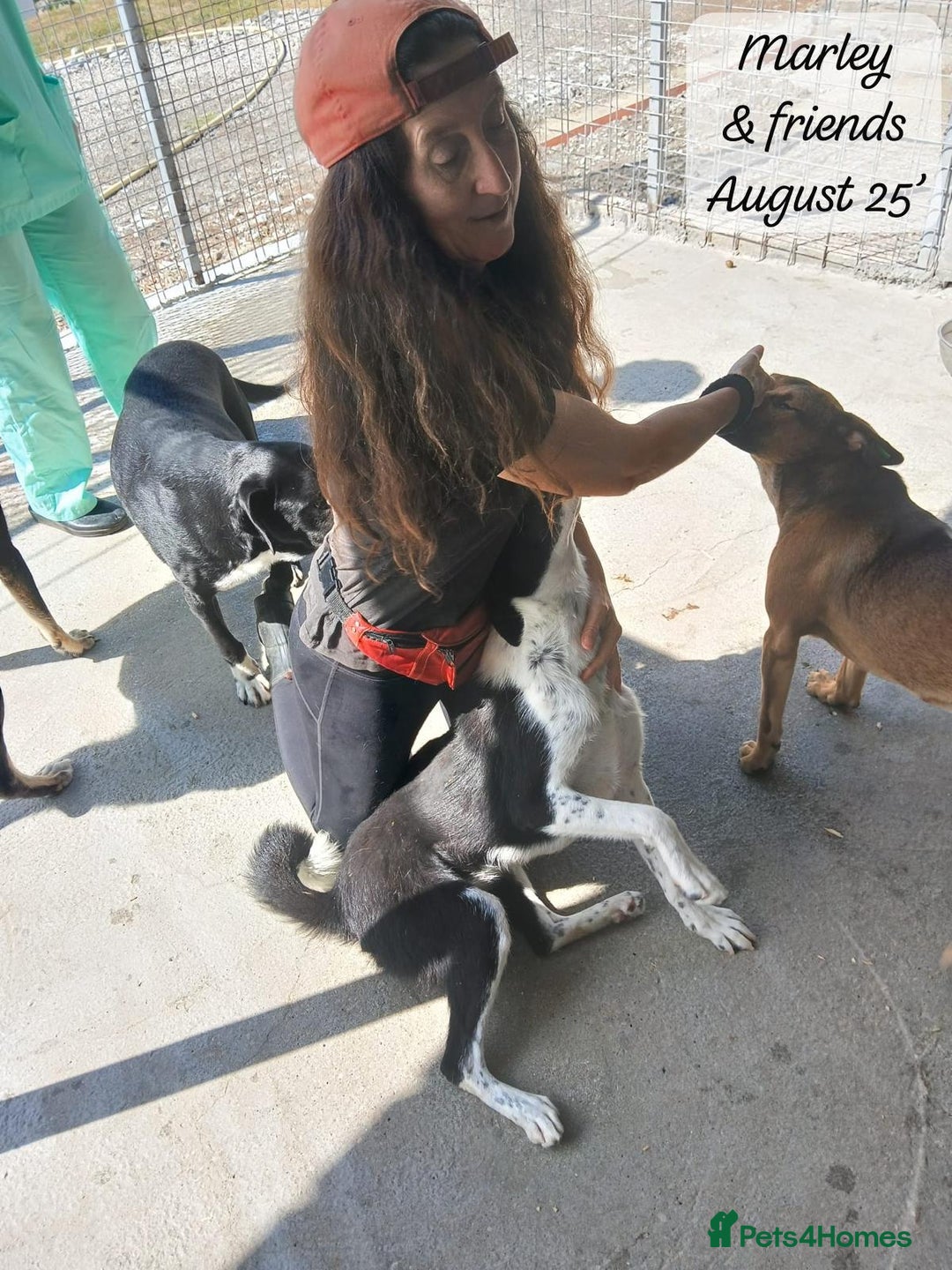 Mixed Breed dogs for adoption: Marley, approx 7 months. Available for adoption. - Image 8