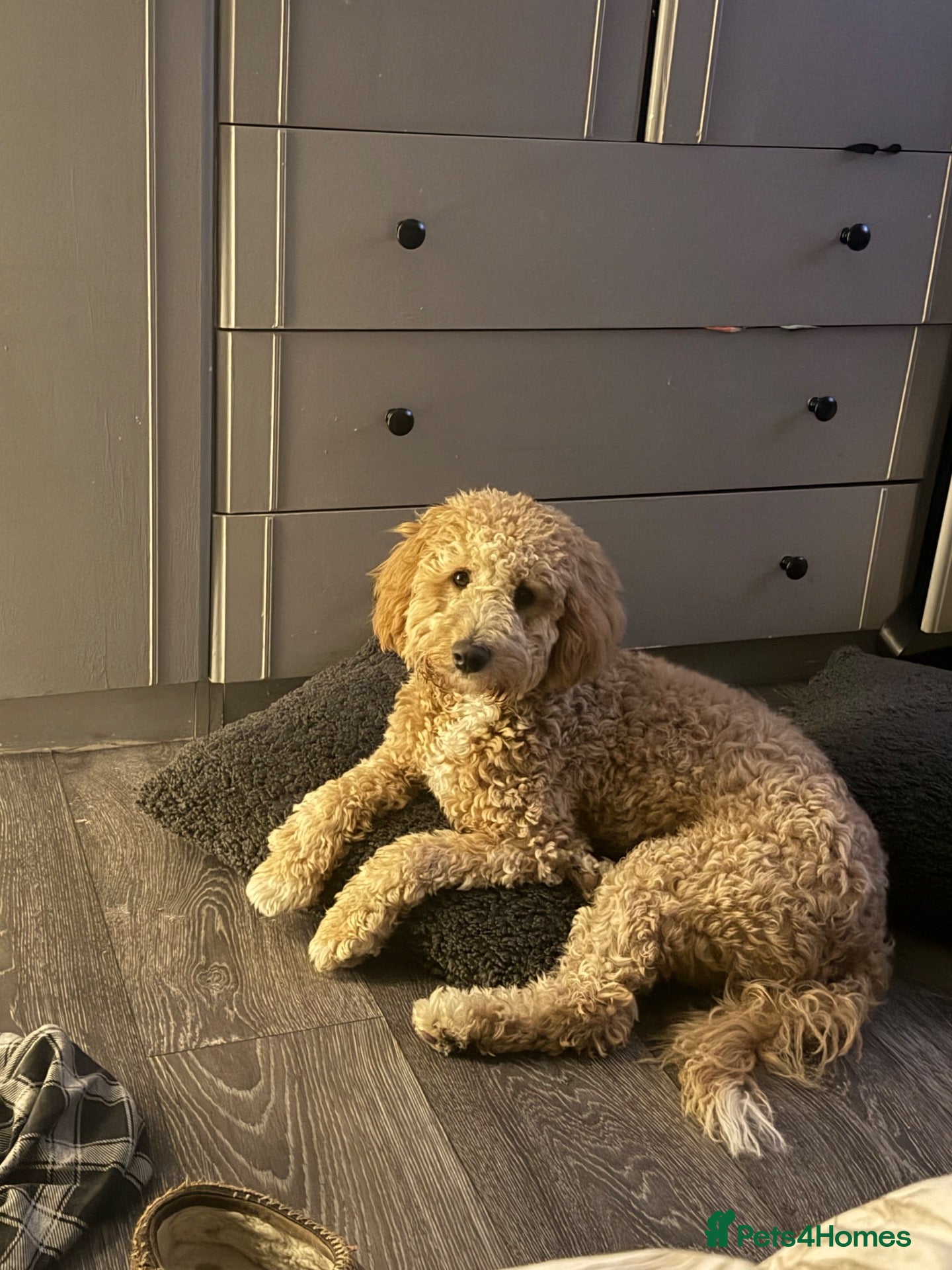 Cavapoo dogs for sale: Cavapoo 7month old  - Advert 13