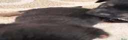Mixed Breed dogs for sale: YORKSHIRE TERRIER × POMERANIAN PUPPIES - Advert 11