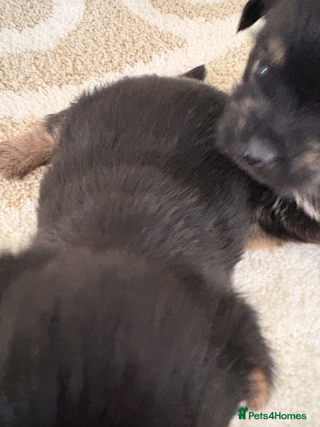 Mixed Breed dogs for sale: YORKSHIRE TERRIER × POMERANIAN PUPPIES - Advert 11