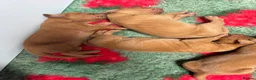 Hungarian Vizsla dogs for sale: 🥰 NEW KC REG Hungarian Vizsla Beautifully Bred,  - Advert 3