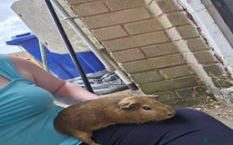 Guinea Pig rodents for sale: Male guinea pigs for sale  - Image 4