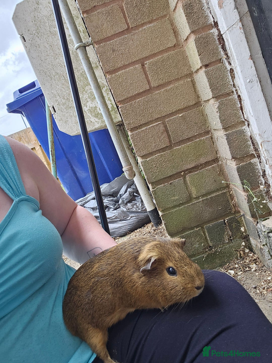 Guinea Pig rodents for sale: Male guinea pigs for sale  - Image 4