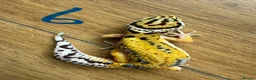 Leopard Gecko reptiles for sale: Leopard geckos  - Advert 6