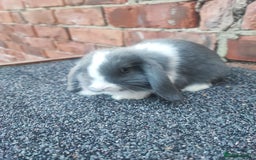 Mini Lop rabbits for sale: Baby mini lop bunnies - Image 14