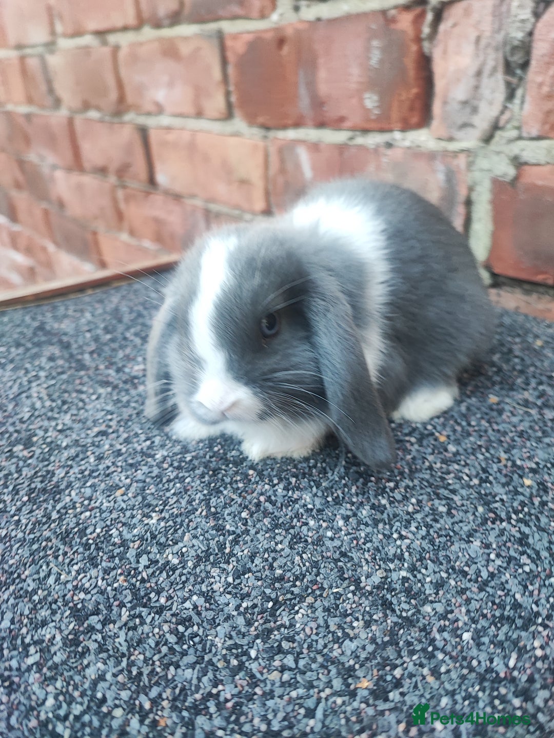 Mini Lop rabbits for sale: Baby mini lop bunnies - Image 14