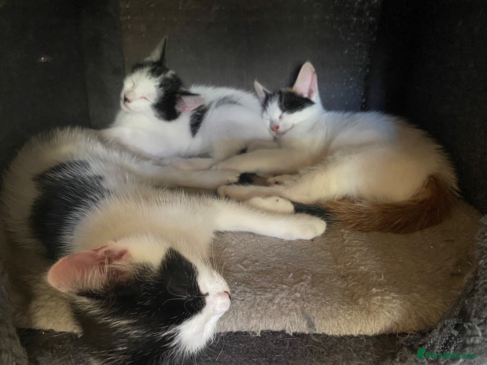 Mixed Breed cats BEAUTIFUL KITTENS READY FOR THEIR FOREVER HOMES 🐾 - Advert 1