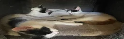 Mixed Breed cats for sale: BEAUTIFUL KITTENS READY FOR THEIR FOREVER HOMES 🐾 - Advert 6