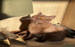 British Shorthair cats for sale: 🐾 Purebred British Shorthair Female Solid Choco - Image 8