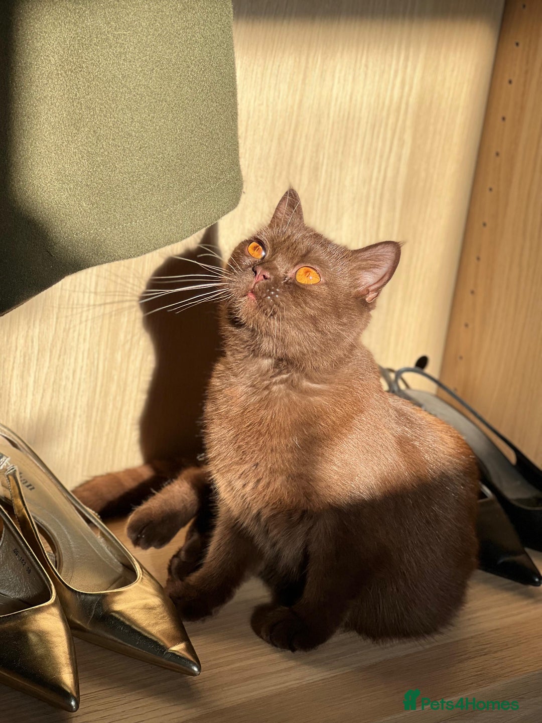 British Shorthair cats for sale: 🐾 Purebred British Shorthair Female Solid Choco - Image 8