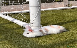 Lionhead rabbits for sale: Lionhead x lowered baby rabbits  - Image 7