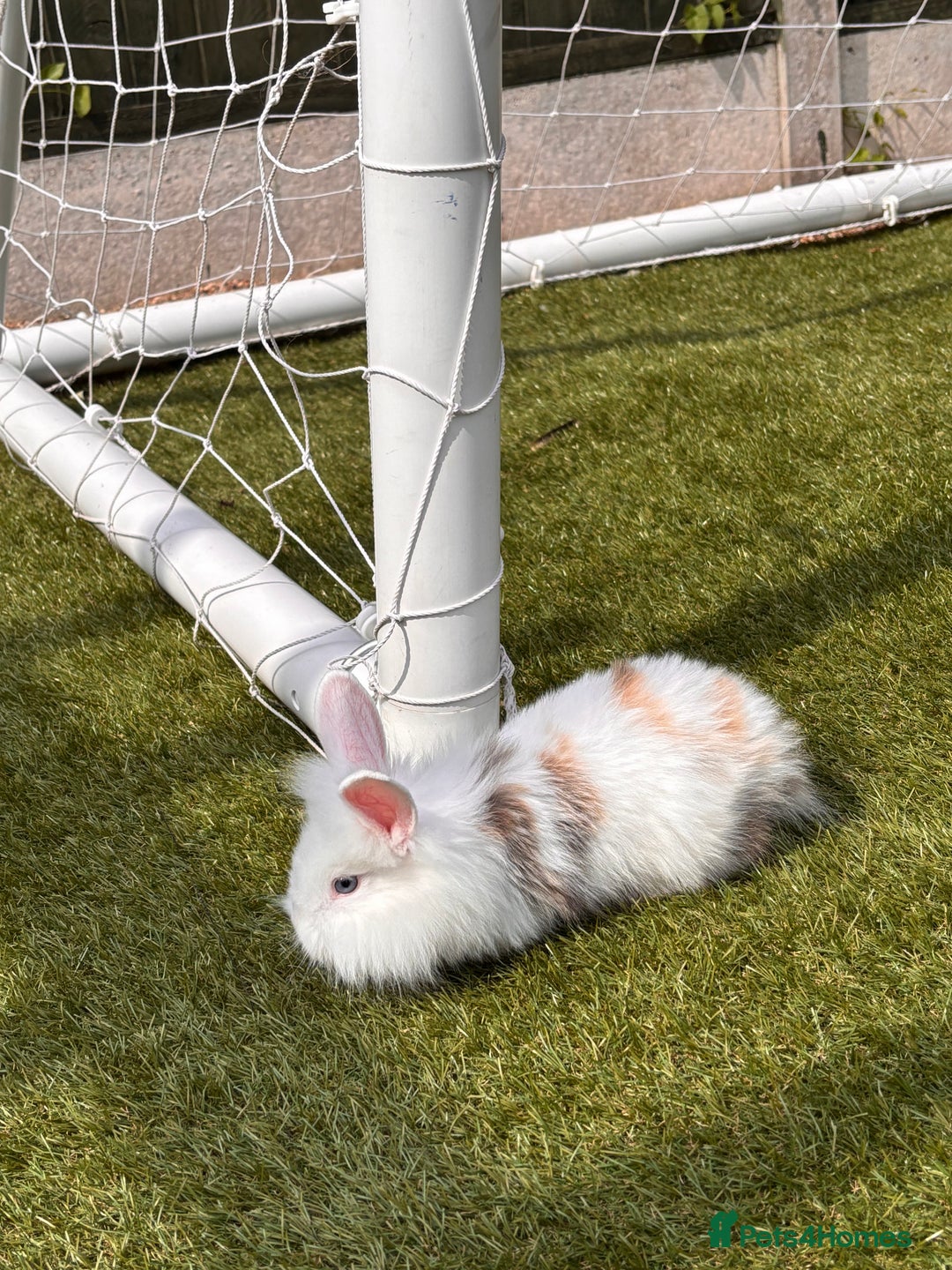 Lionhead rabbits for sale: Lionhead x lowered baby rabbits  - Image 7