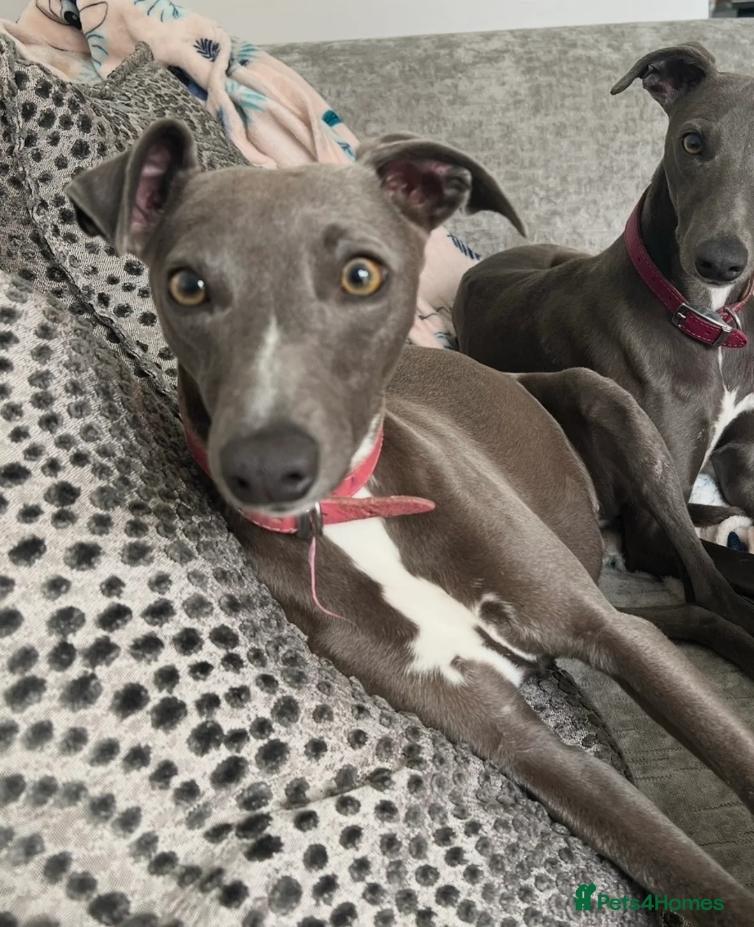 Whippet dogs for sale: KC REGISTERED BLUE WHIPPET PUPPIES  - Advert 2
